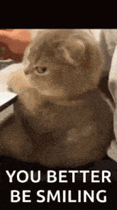 a cat is sitting on a bed with the words `` you better be smiling '' written above it .