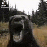 Be Re Bear GIF - Be Re Bear Funny GIFs