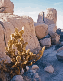 3d depth illusion desert cactus