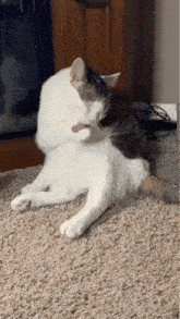 two cats are laying on a carpet and one is scratching the other