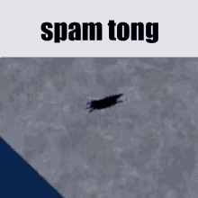 spam tong