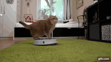 Cat Cat On A Roomba GIF