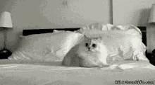 Gato Amiii GIF - Gato Amiii Bisho GIFs