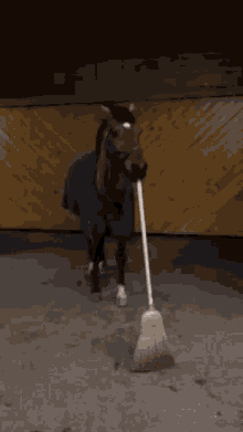 Horse Broom GIF - Horse Broom GIFs