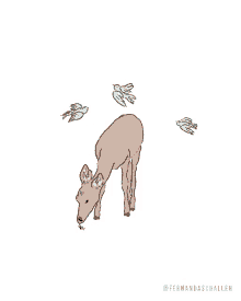 deer animals