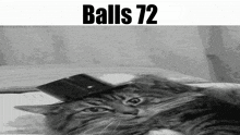 Balls Balls 72 GIF - Balls Balls 72 Cat GIFs