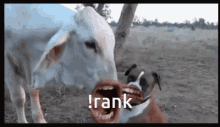 rank animal cow dog mouth swap
