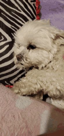 Puppy Paw GIF - Puppy Paw Dog GIFs