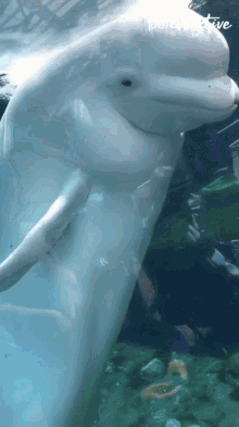 Beluga Whale Spit GIF - Beluga Whale Spit Splash GIFs
