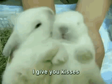 Bunny Kisses Are Cute GIF - Kissing Bunny Rabbit GIFs