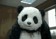 What The... GIF - Panda Ad GIFs