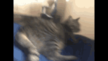 a cat is laying on its back on a blue couch .