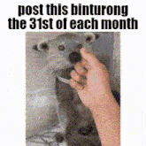 a picture of a person petting an otter with a caption that says post this binturong the 31st of each month