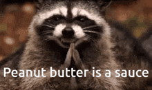 Peanut Butter Raccoon GIF