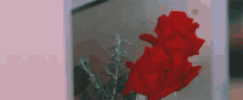 Flower Rose GIF - Flower Rose Petals GIFs