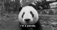 Panda Im A Panda GIF