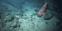 深海魚 GIF - Swimming Squid GIFs