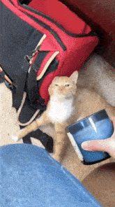 a cat laying on the floor next to a blue candle and a red bag