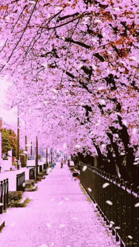 Sakura cherry blossom GIF on GIFER - by Mikalar
