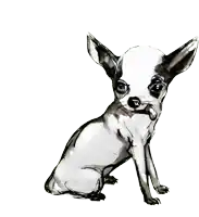 a black and white drawing of a small chihuahua dog