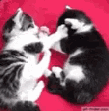 Kittens Playing GIF - Kittens Playing Play Time GIFs