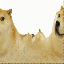 Doge Warp GIF - Doge Warp Wave GIFs