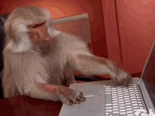 Spike Monkey Typing GIF - Spike Monkey Typing GIFs