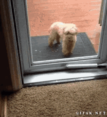 Dogs Come In GIF - Dogs Come In Good Boy GIFs