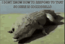 Coccodrillo I Dont Know How To Respond So GIF - Coccodrillo I Dont Know How To Respond So GIFs