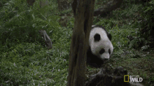 Going For A Stroll. GIF - Nat Geo Nat Geo Wild Panda Babies GIFs