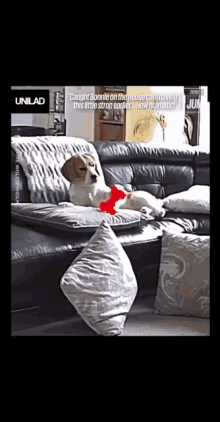 Beagle Lazy GIF - Beagle Lazy GIFs