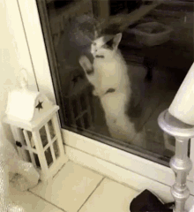 Cat Trying To Get Out GIF - Cat Trying To Get Out Pawing GIFs