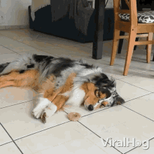 Dog Getting A Treat Viralhog GIF