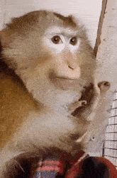 a close up of a monkey holding a baby monkey in its mouth .