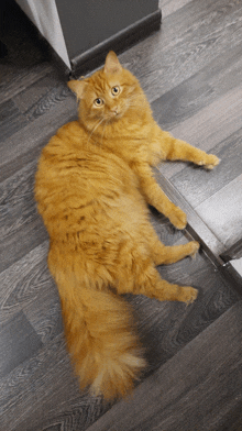 оранжева котка GIF - оранжева котка GIFs