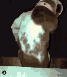 Dogeisha Twerk Dog GIF