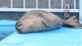 a seal is laying on its back on a blue blanket