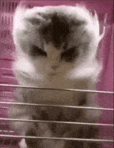 Cat Angry Cat GIF - Cat Angry Cat Virgil Cat GIFs