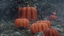 Halloween Pumpkin GIF - Halloween Pumpkin October GIFs