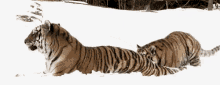 Tigers Cub GIF - Tigers Cub Play GIFs