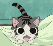 Chi Cat GIF - Chi Cat Staring GIFs