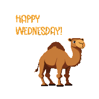 Happy Wednesday Wednesday Vibes Sticker