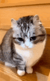 a gray and white cat is sitting on the stairs and looking at the camera .