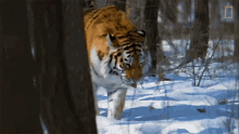 Strolling Tiger Global Tiger Day See Why These Cats Earned Their Stripes GIF