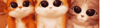 three cats are sitting next to each other with big eyes
