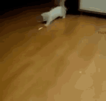 Those Skills Are Pretty Impressive. GIF - Laser Chase Cat GIFs