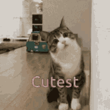 Aww Cutest GIF - Aww Cutest Cat GIFs