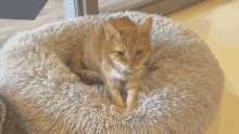 Trelawney Cats GIF - Trelawney Cats Orangecats GIFs