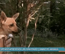 Dog Doggo GIF - Dog Doggo Chihuahua GIFs