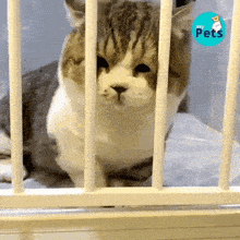 Mèo Mặt Nghệt Mèo Chán Nản GIF - Mèo Mặt Nghệt Mèo Chán Nản Chán Nản GIFs